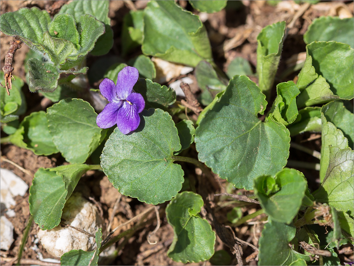 Image of Viola odorata specimen.