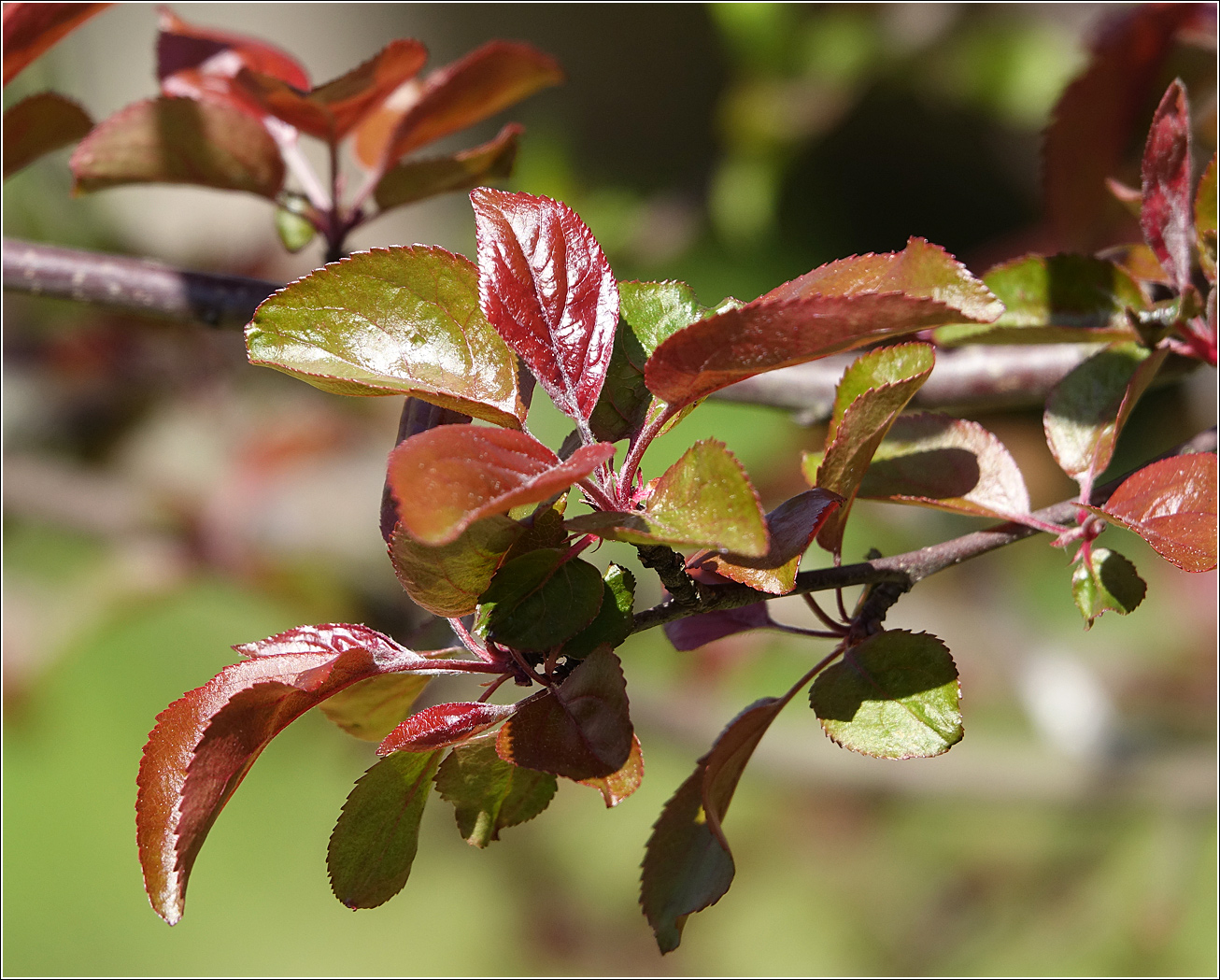 Image of Malus niedzwetzkyana specimen.