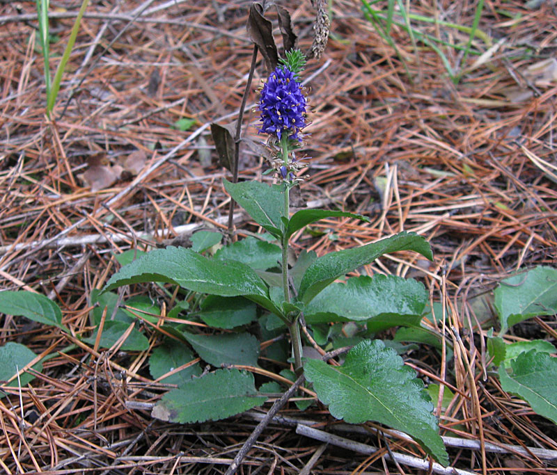 Image of Veronica spicata specimen.