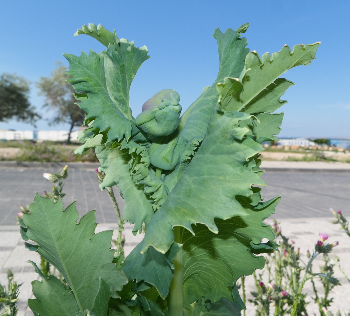 Image of Papaver somniferum specimen.