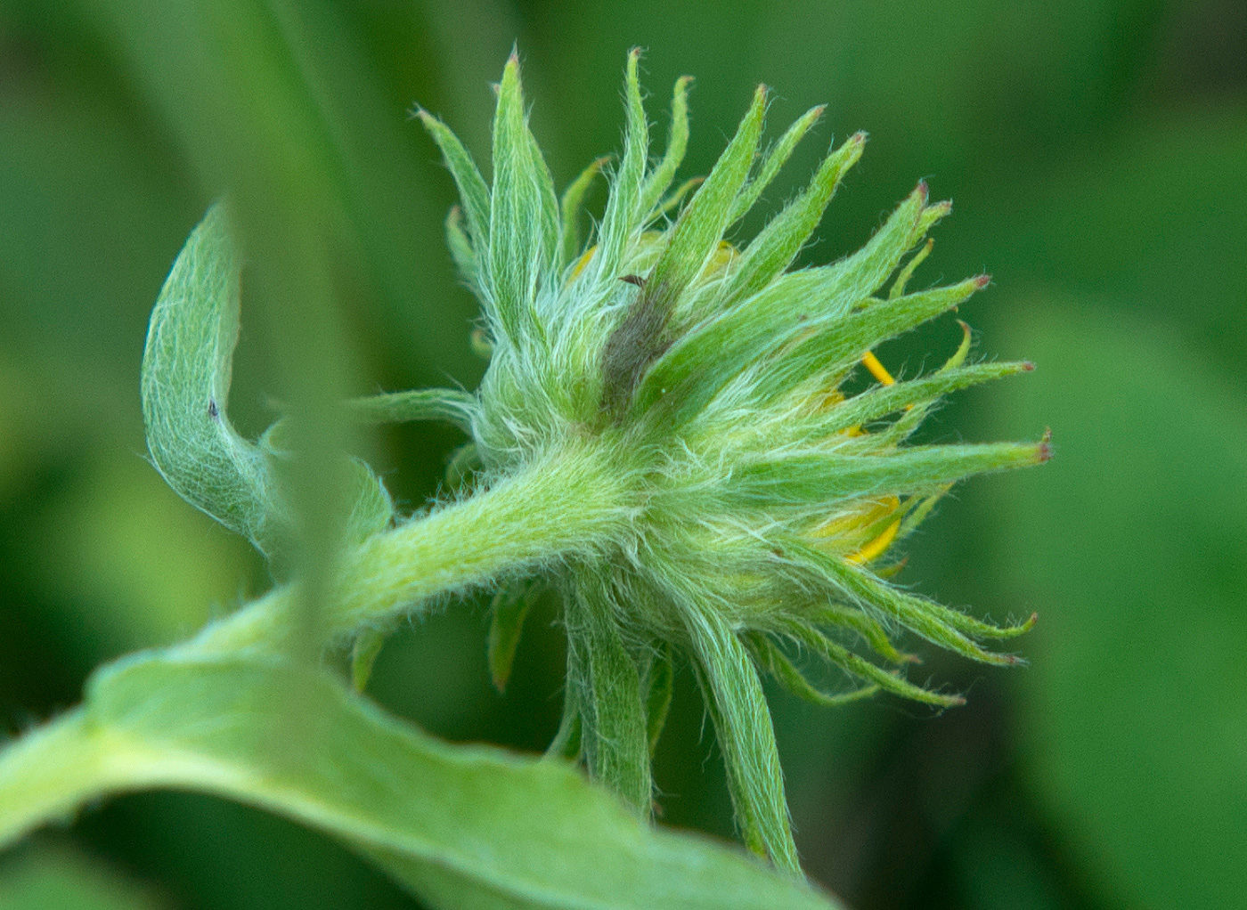 Изображение особи Inula britannica.