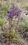 Campanula sibirica