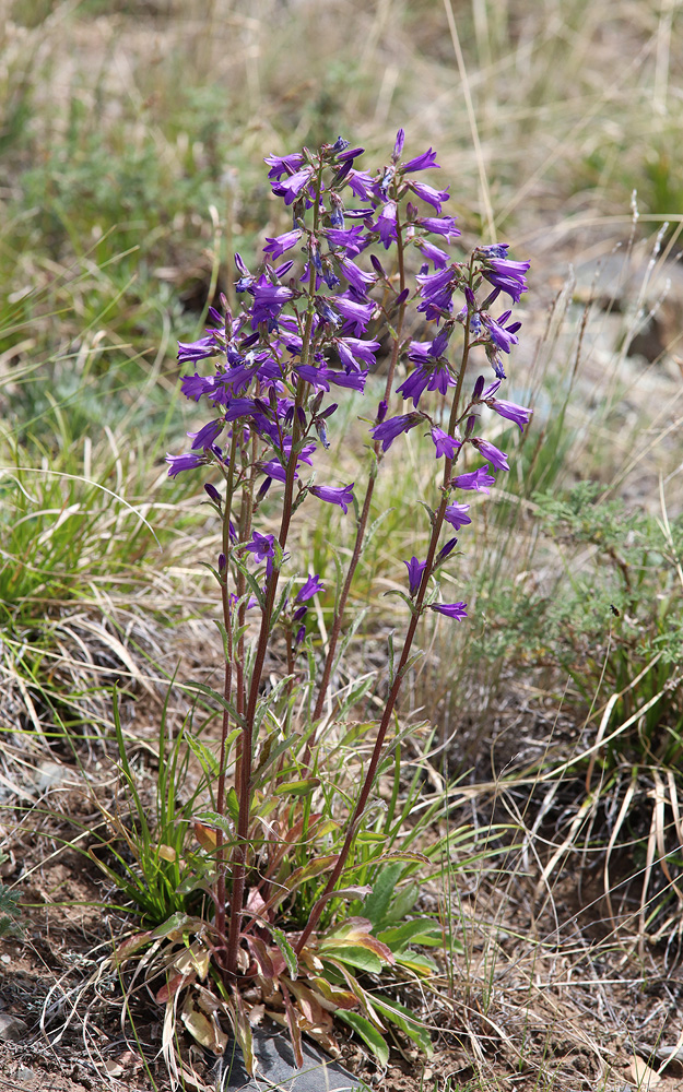 Image of Campanula sibirica specimen.