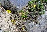 Potentilla flabellata