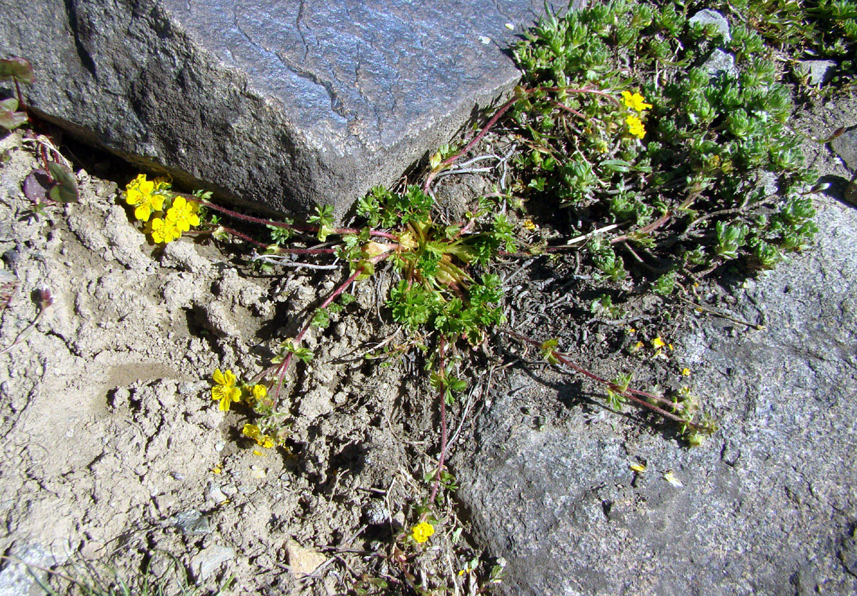 Изображение особи Potentilla flabellata.