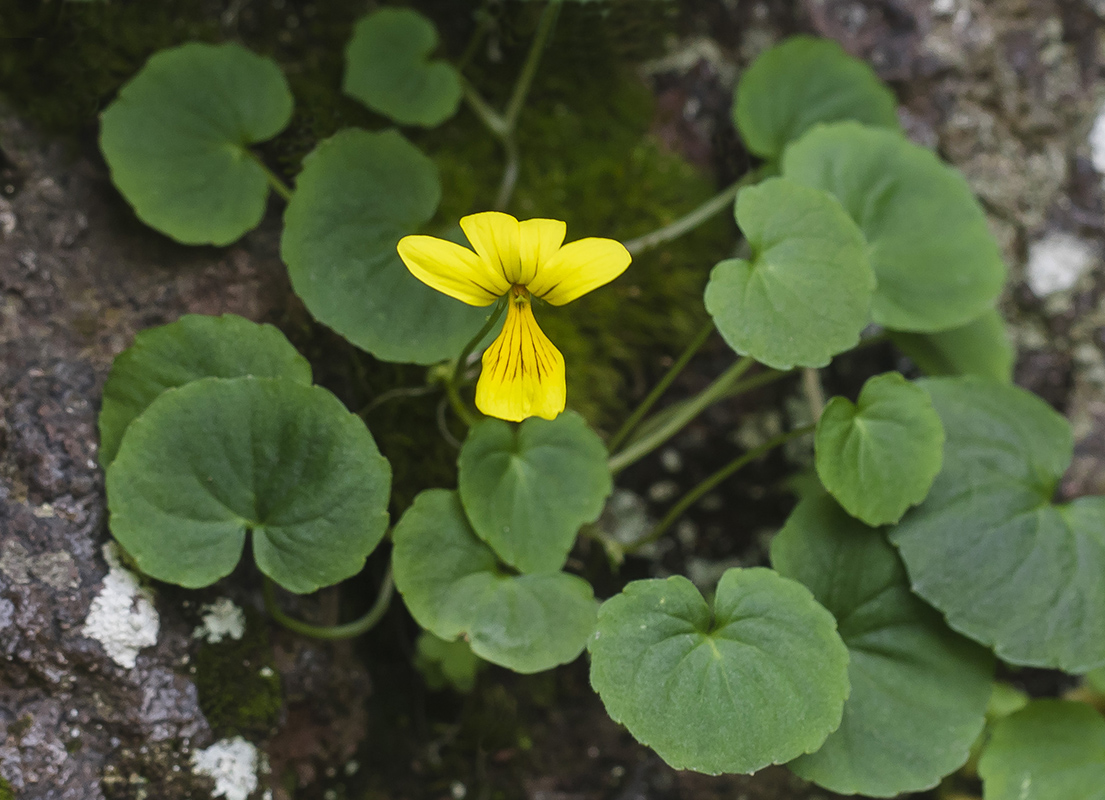 Image of Viola caucasica specimen.