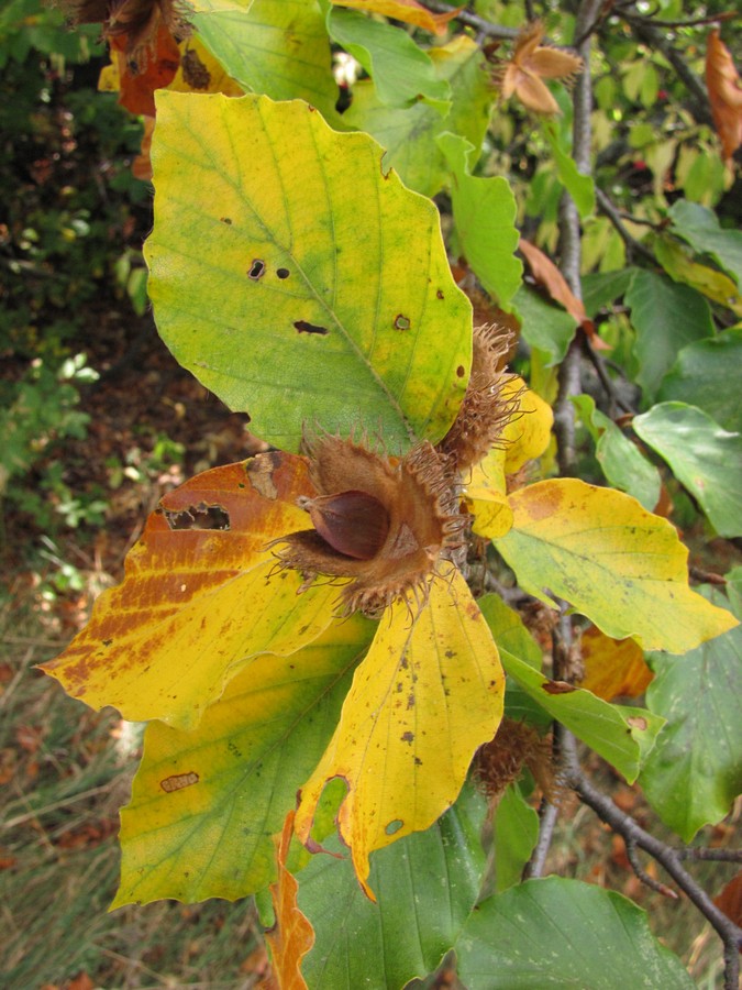 Image of Fagus &times; taurica specimen.