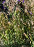 Hordeum murinum