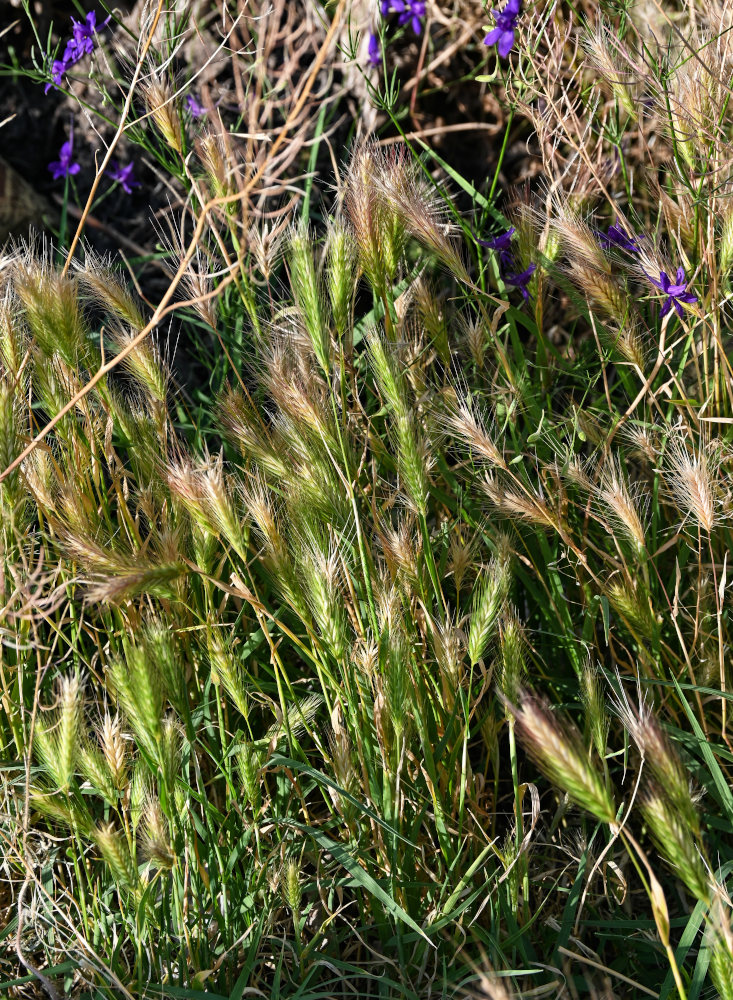 Image of genus Hordeum specimen.