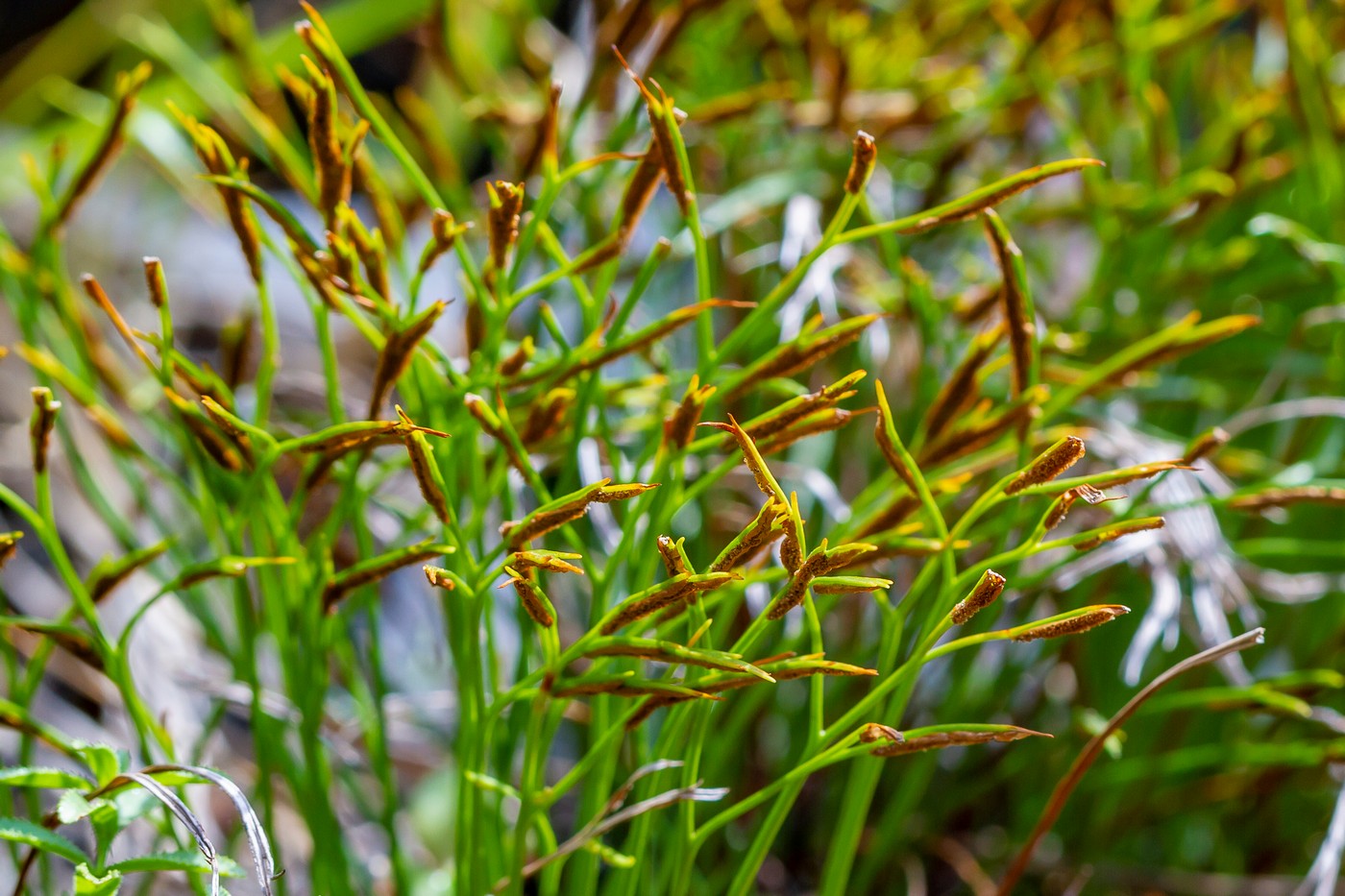 Image of Asplenium septentrionale specimen.