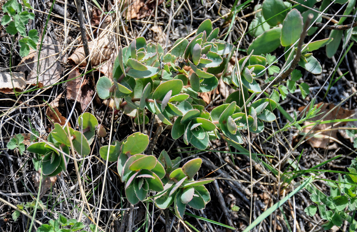 Image of genus Hylotelephium specimen.