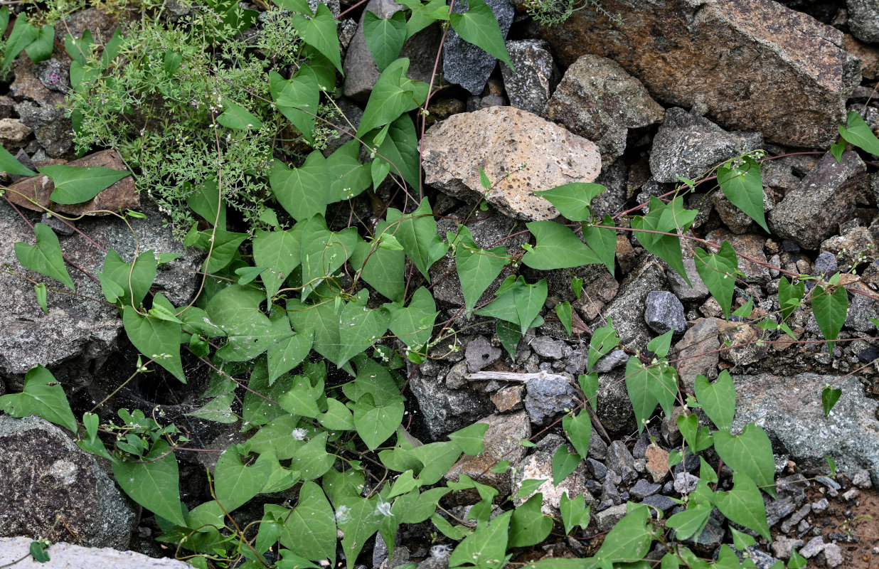 Изображение особи Fallopia convolvulus.