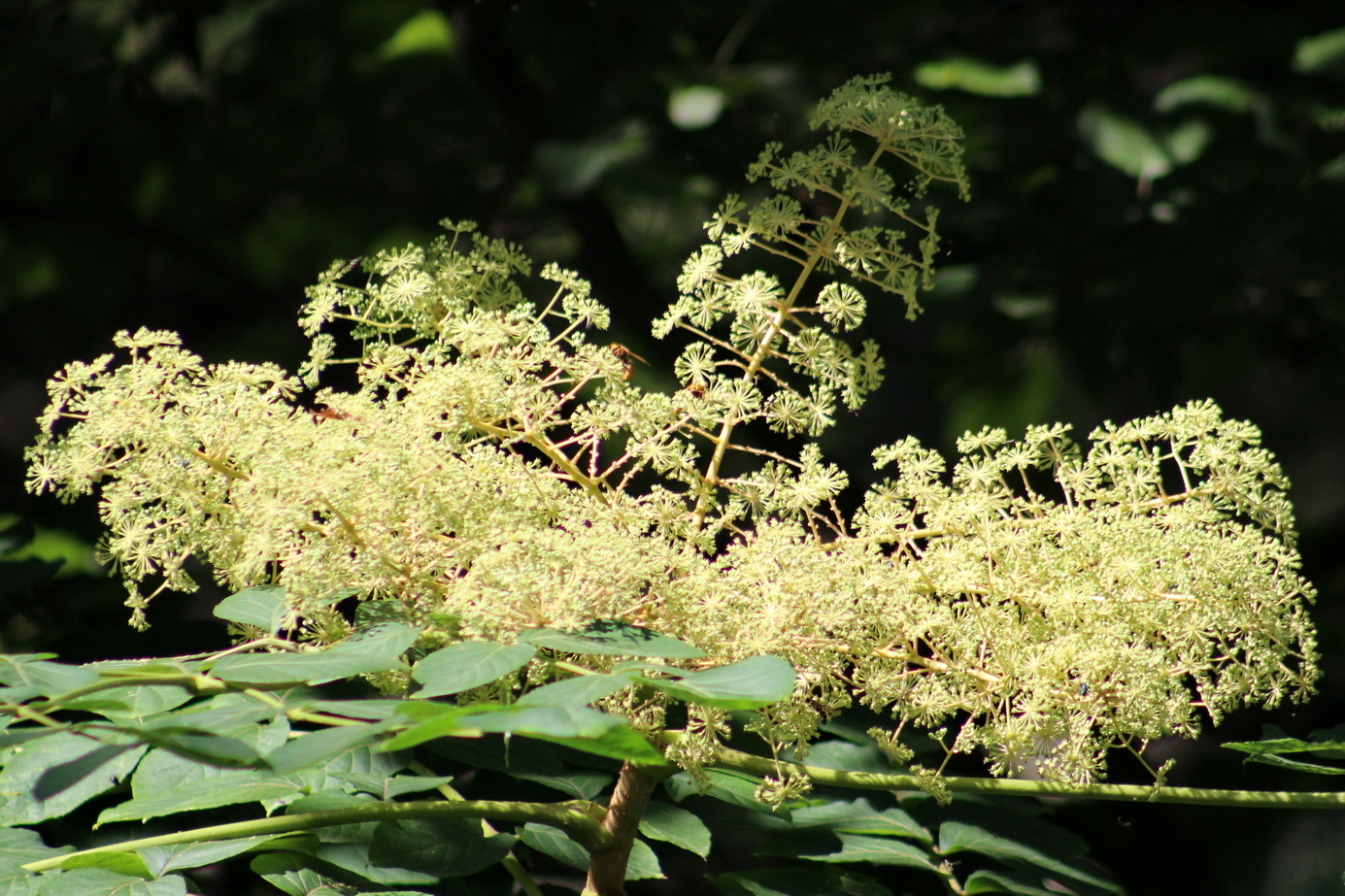 Image of Aralia elata specimen.