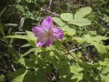 Rosa acicularis