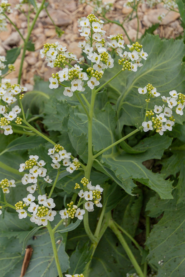 Изображение особи Crambe maritima.