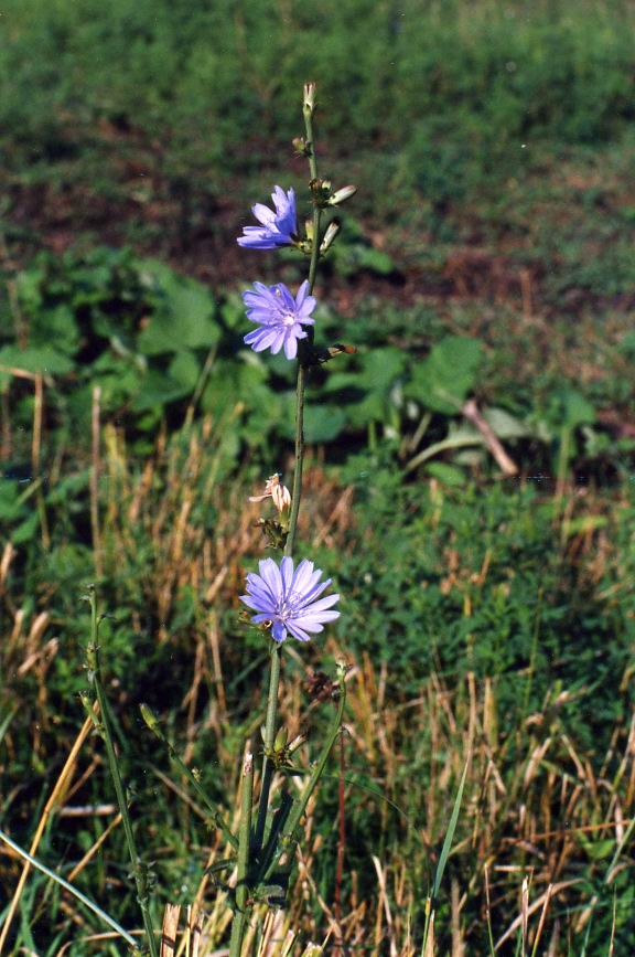 Image of Cichorium intybus specimen.