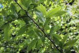 Mespilus germanica