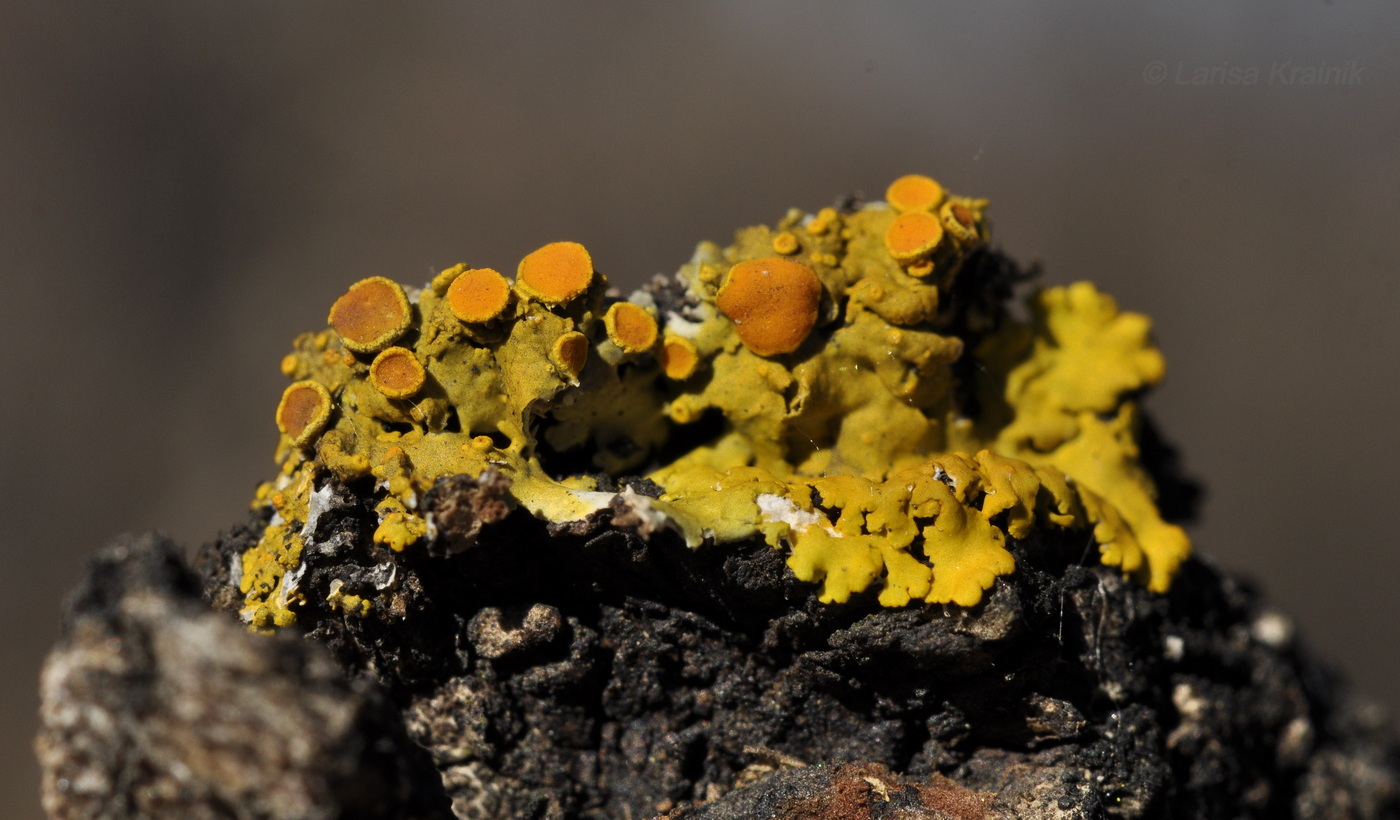 Image of genus Xanthoria specimen.