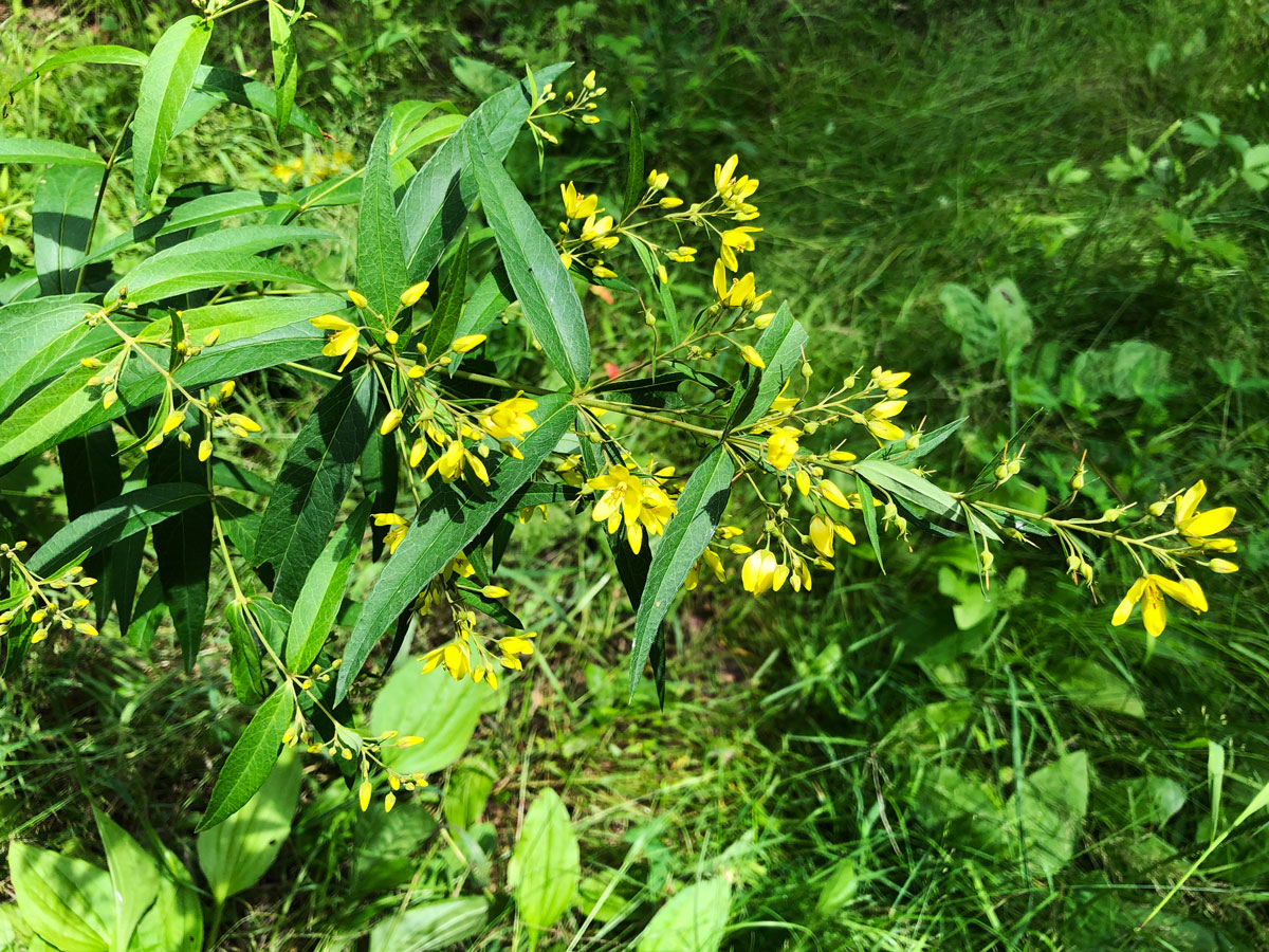 Image of Lysimachia davurica specimen.