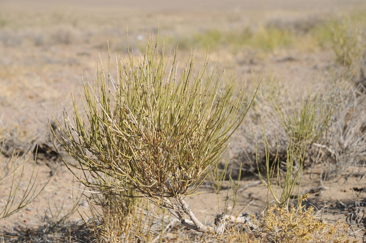 Изображение особи Ephedra przewalskii.