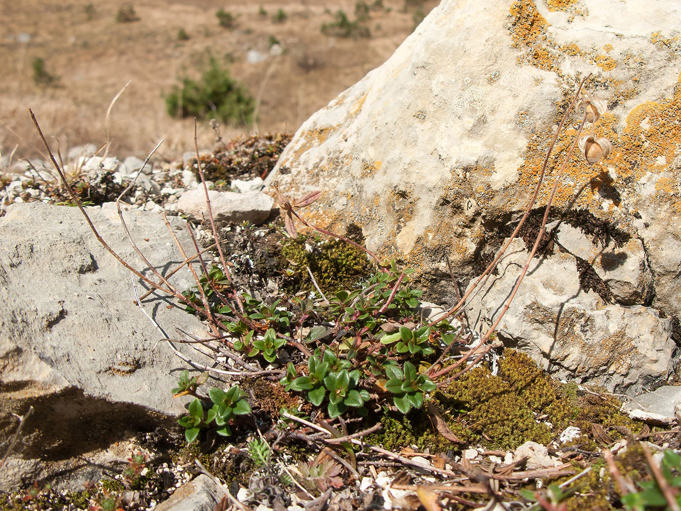 Image of Helianthemum ovatum specimen.