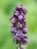 Aconitum leucostomum