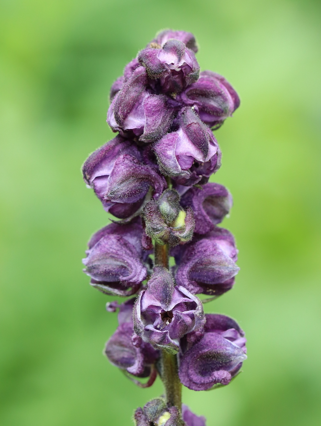 Изображение особи Aconitum leucostomum.