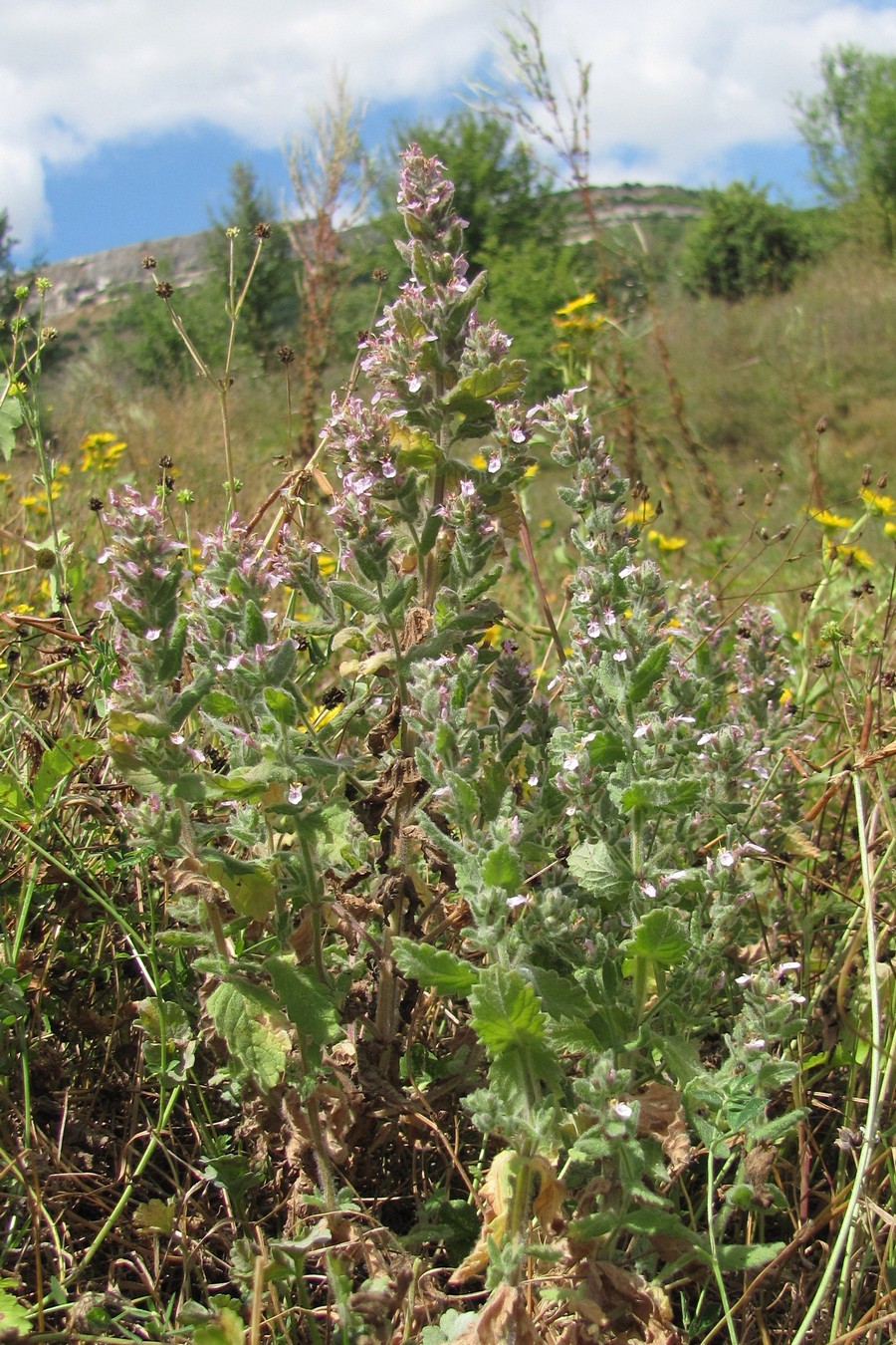 Image of Teucrium scordioides specimen.