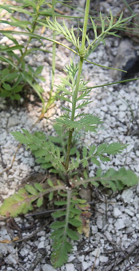 Image of Scabiosa praemontana specimen.