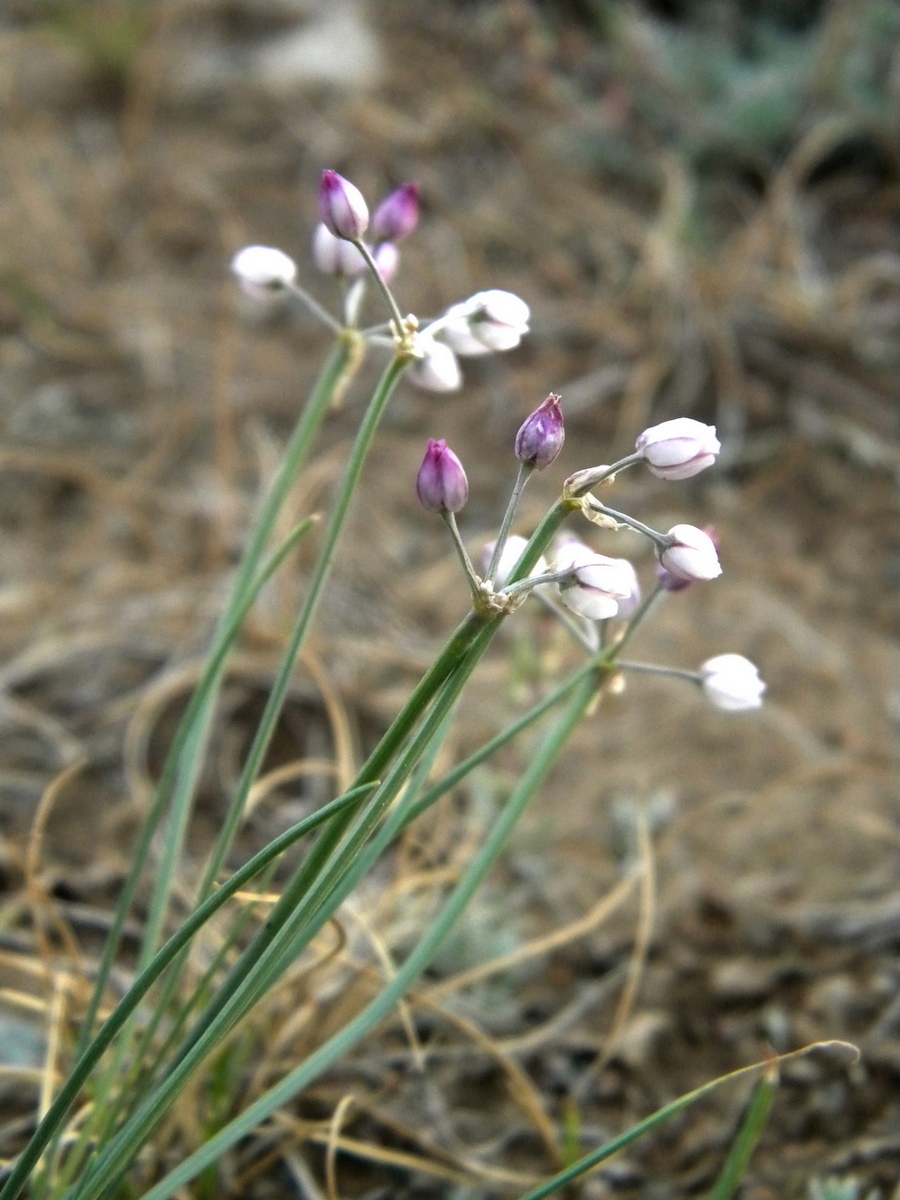 Изображение особи Allium vodopjanovae.