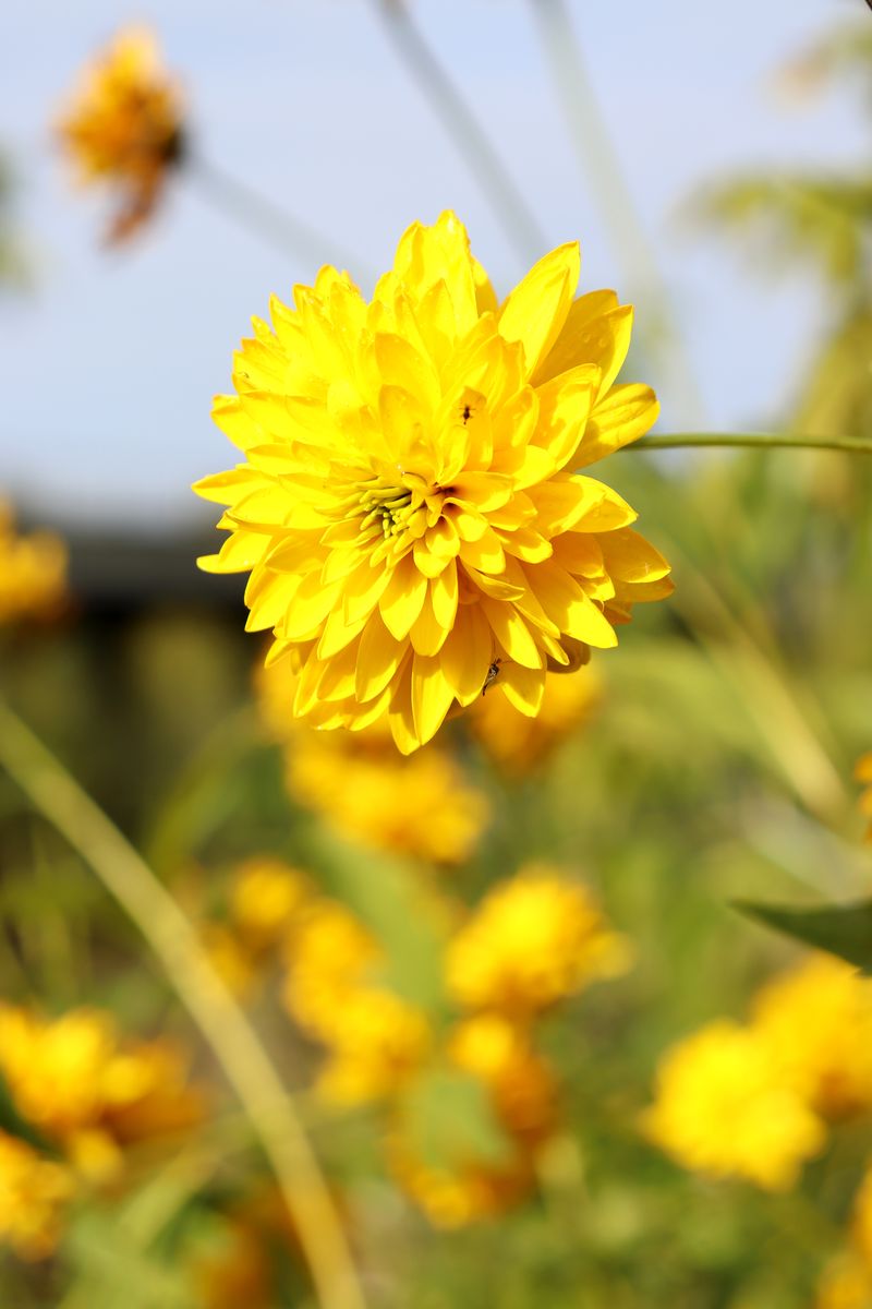 Изображение особи Rudbeckia laciniata.