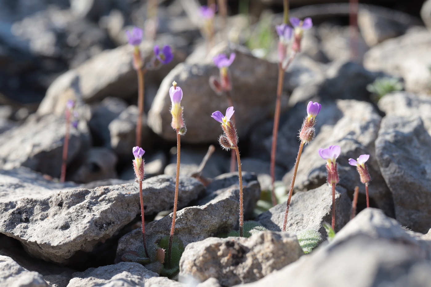 Изображение особи Arabis verna.