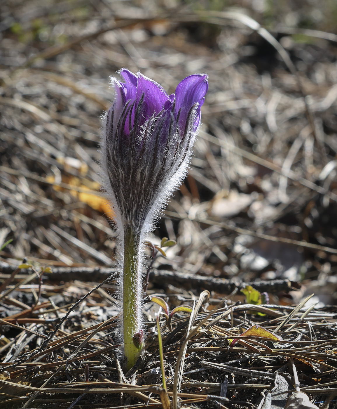 Изображение особи Pulsatilla patens.