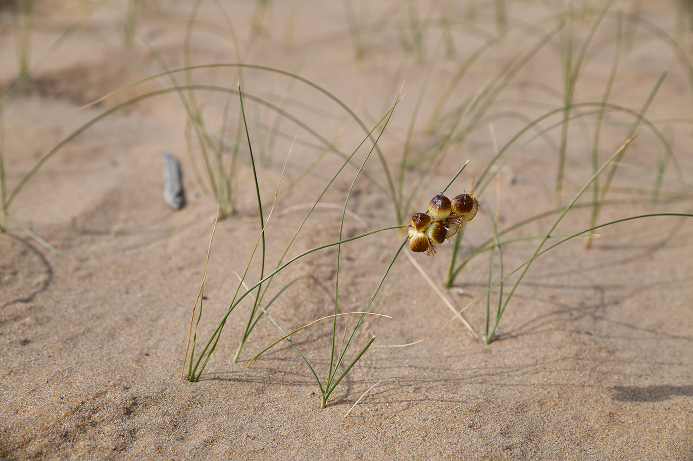 Image of Carex physodes specimen.