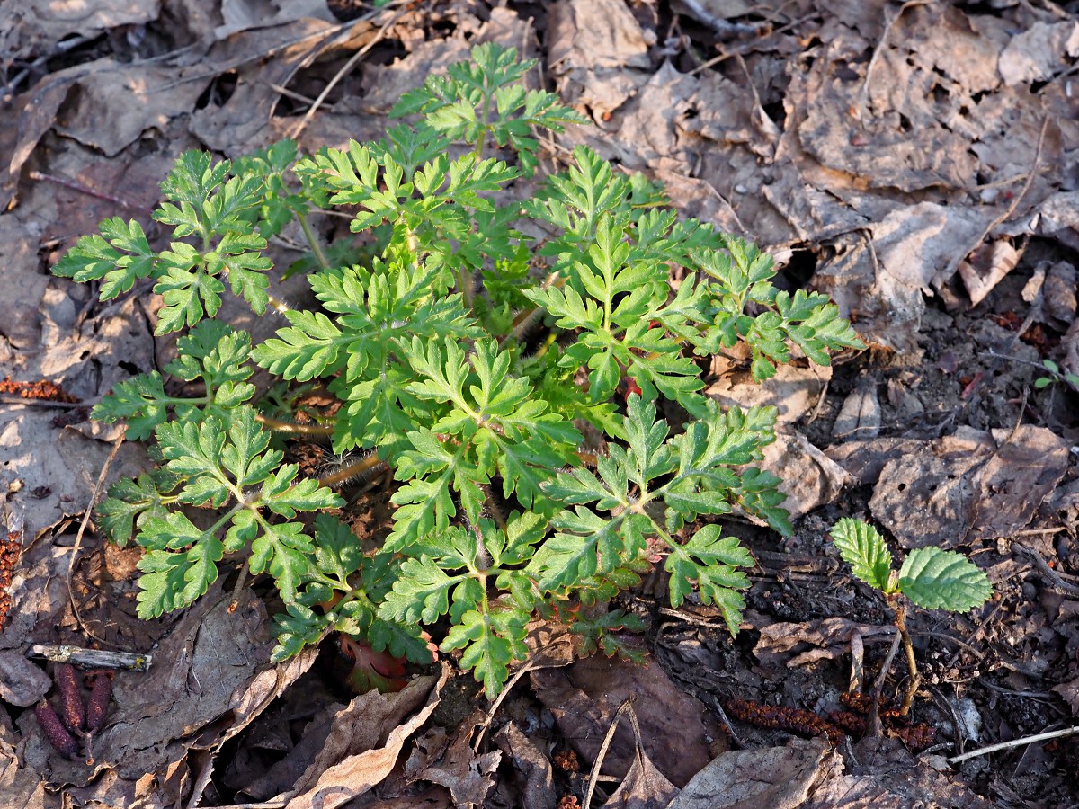 Image of Geranium robertianum specimen.