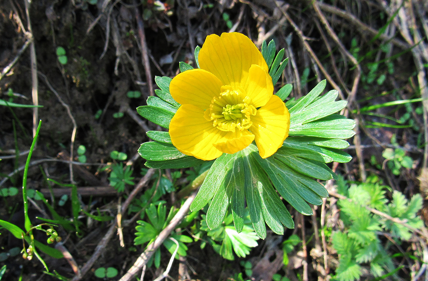 Image of Eranthis longistipitata specimen.