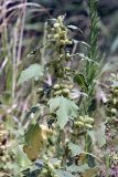 Xanthium orientale