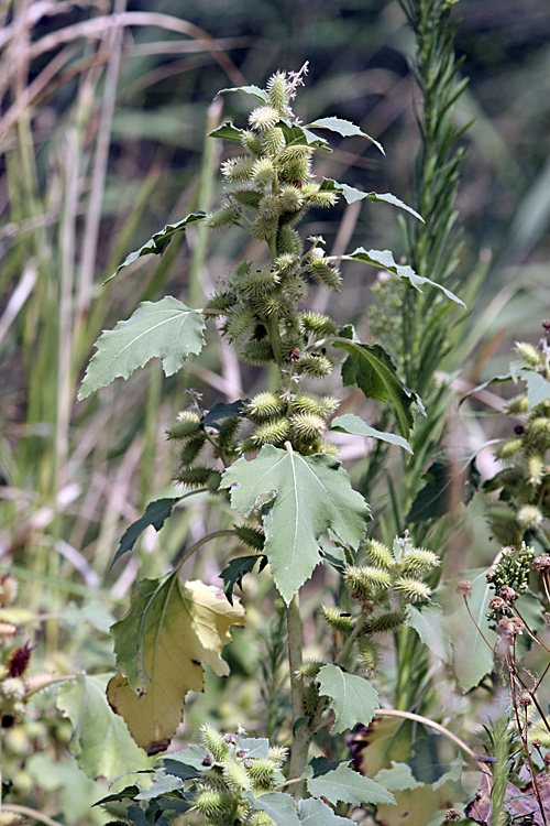 Изображение особи Xanthium orientale.