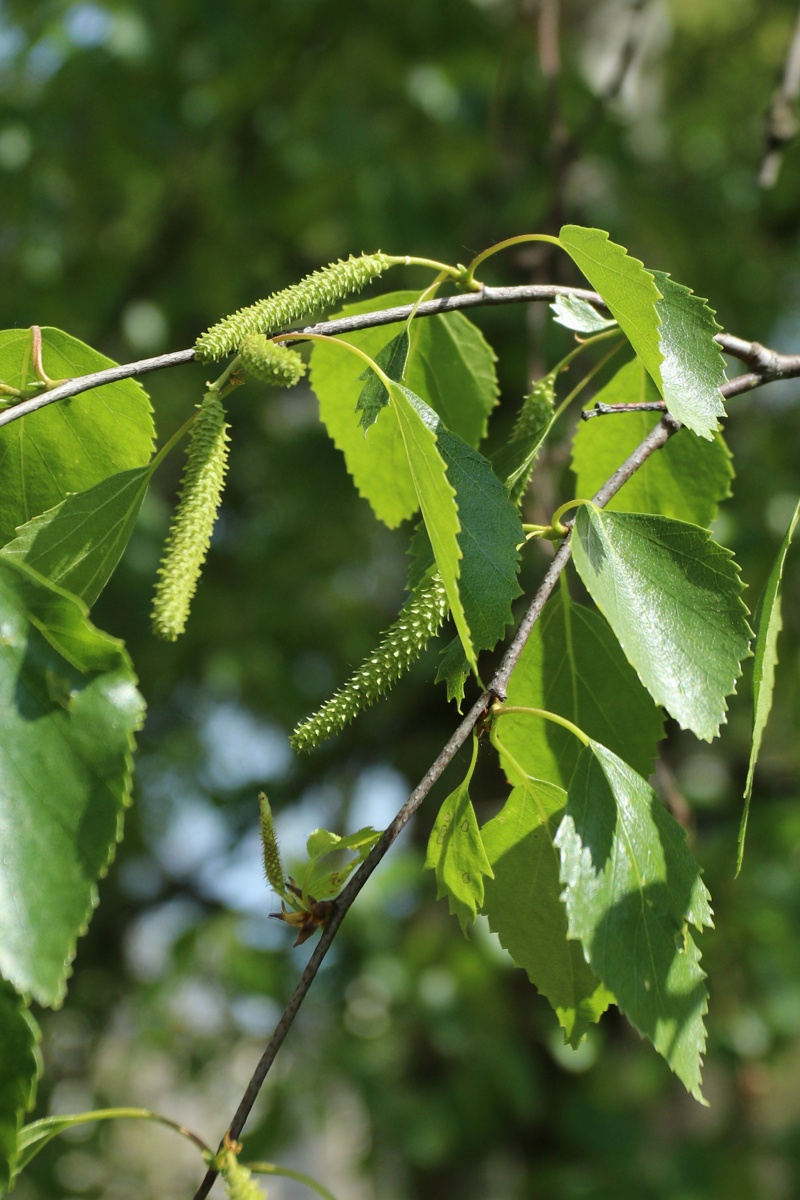 Изображение особи Betula pendula.