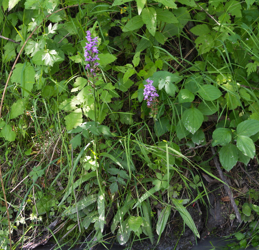 Image of Dactylorhiza saccifera specimen.