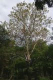 Platanus orientalis. Взрослое дерево с частично опавшими листьями. Болгария, г. Бургас, Приморский парк. 16.09.2021.