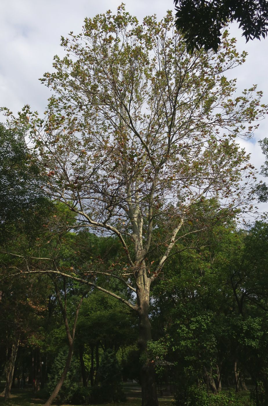 Изображение особи Platanus orientalis.