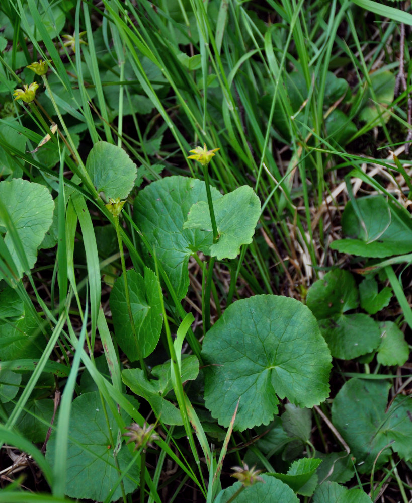 Изображение особи Caltha membranacea.