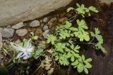 Aquilegia vicaria. Цветущее и плодоносящее растение. Узбекистан, Кашкадарьинская обл., Китабский геологический заповедник; Зеравшанский хр., дол. р. Навобак, подножье скалы у речки. 22.07.2023.