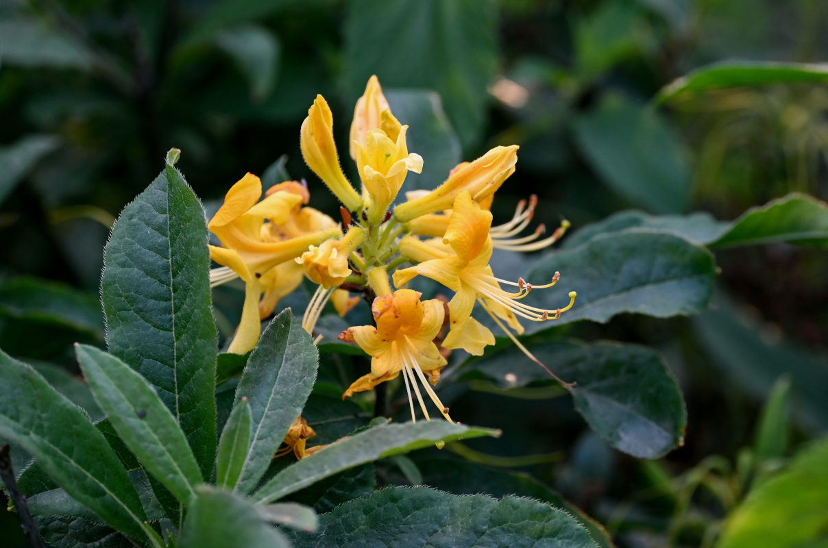 Image of Rhododendron luteum specimen.