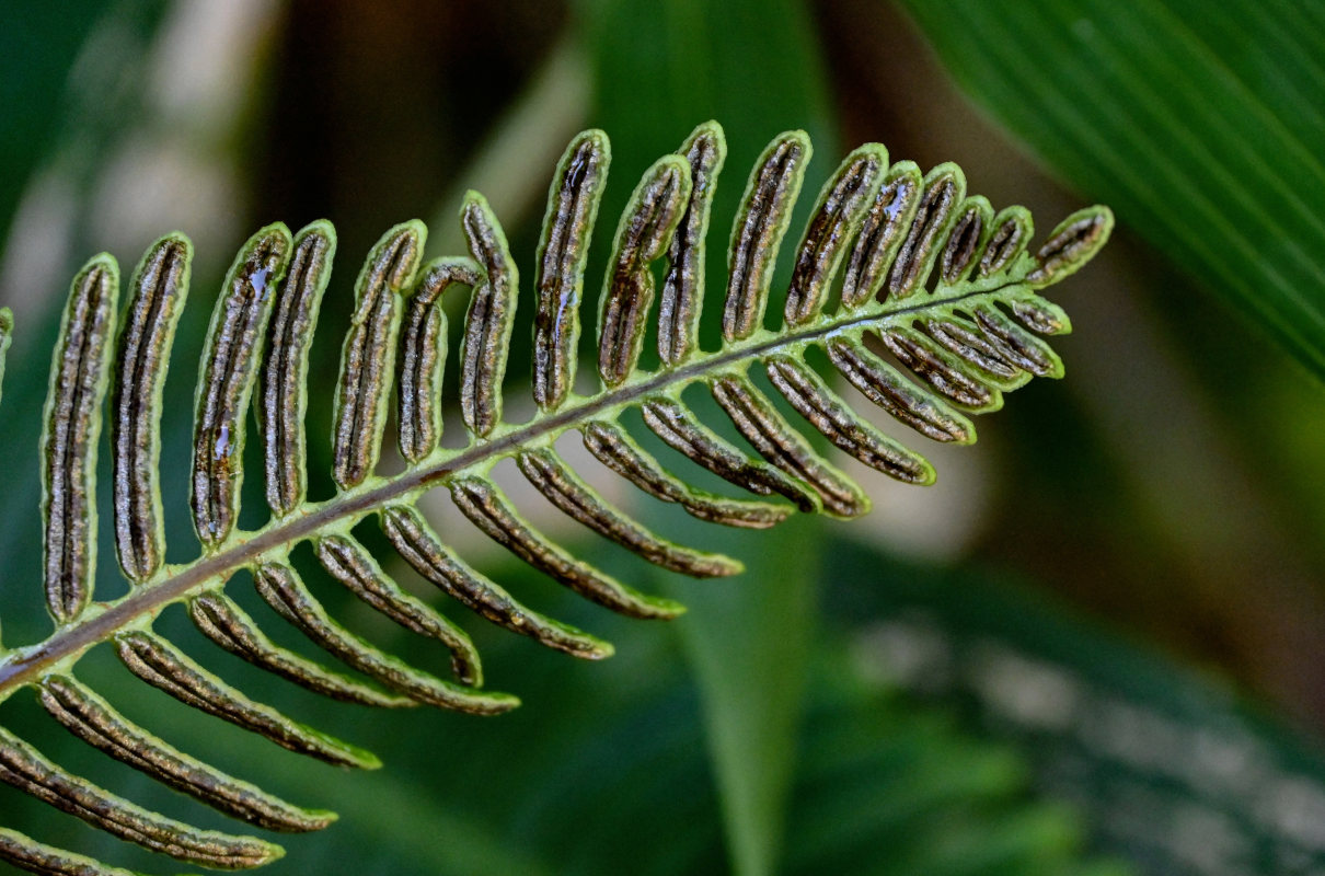 Изображение особи Blechnum nipponicum.