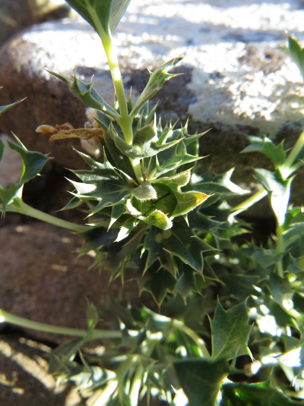 Изображение особи Lagochilus ilicifolius.