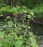 Ribes nigrum