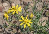 Youngia tenuifolia