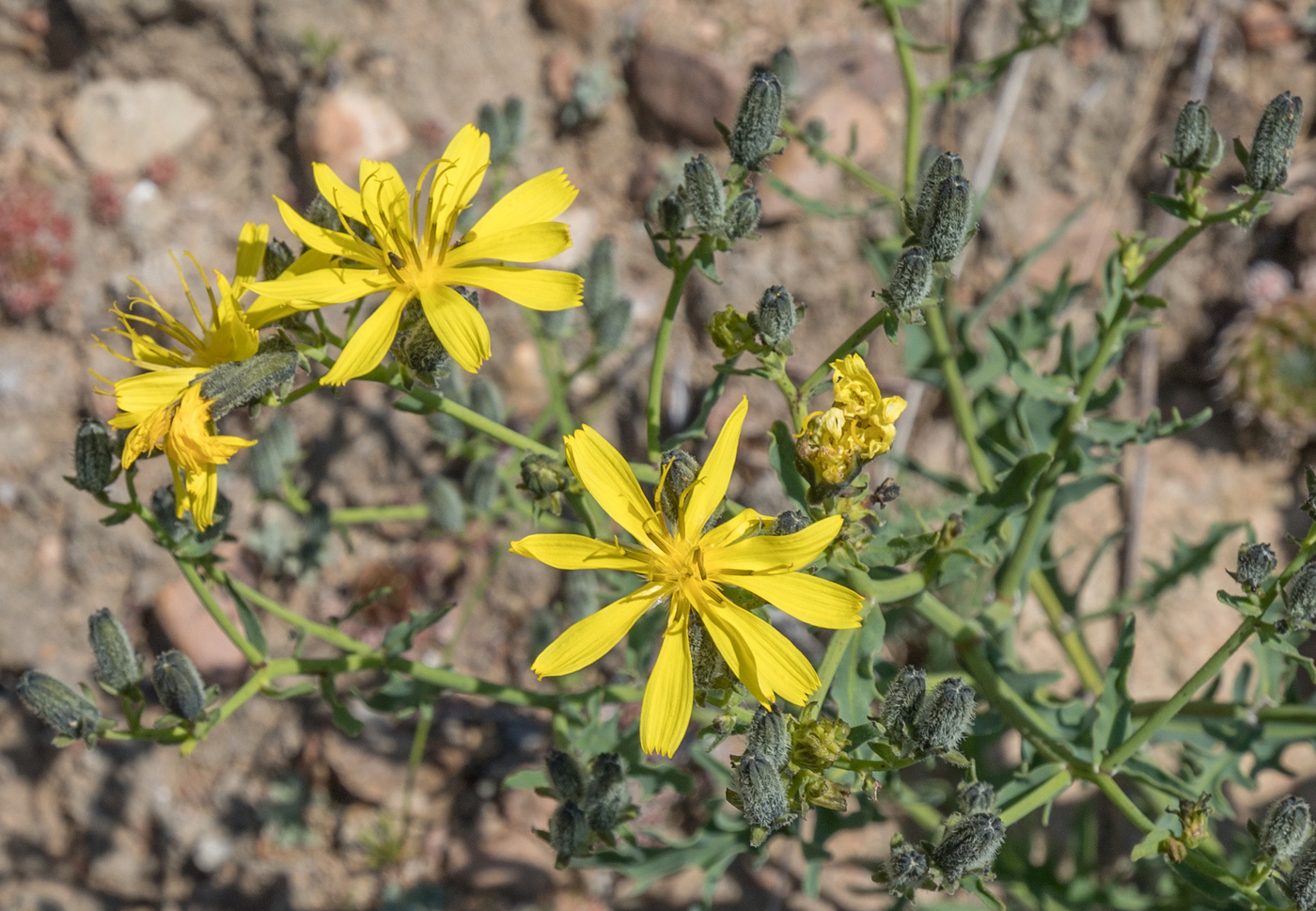 Изображение особи Youngia tenuifolia.